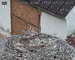 Capi_Dubne_20250821_074502.jpg