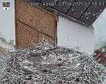 Capi_Dubne_20250821_075003.jpg