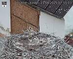 Capi_Dubne_20250821_075503.jpg