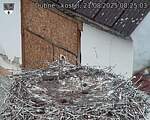 Capi_Dubne_20250821_082503.jpg
