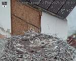 Capi_Dubne_20250821_083003.jpg
