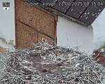 Capi_Dubne_20250821_083504.jpg