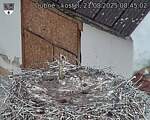 Capi_Dubne_20250821_084502.jpg