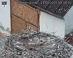 Capi_Dubne_20250821_090002.jpg
