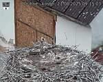 Capi_Dubne_20250821_091503.jpg