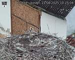 Capi_Dubne_20250821_102504.jpg