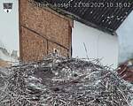 Capi_Dubne_20250821_103002.jpg