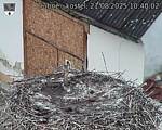 Capi_Dubne_20250821_104002.jpg