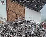 Capi_Dubne_20250821_111003.jpg