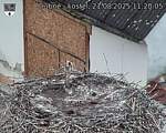 Capi_Dubne_20250821_112005.jpg