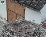 Capi_Dubne_20250821_184504.jpg