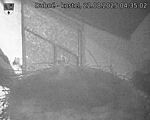 Capi_Dubne_20250822_043502.jpg