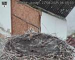Capi_Dubne_20250822_060503.jpg
