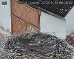 Capi_Dubne_20250822_062002.jpg