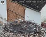 Capi_Dubne_20250822_064004.jpg