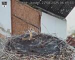 Capi_Dubne_20250822_064503.jpg