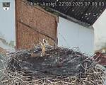 Capi_Dubne_20250822_070003.jpg