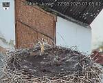 Capi_Dubne_20250822_070502.jpg