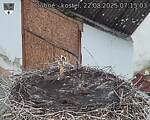 Capi_Dubne_20250822_071503.jpg