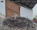 Capi_Dubne_20250822_074002.jpg