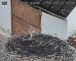 Capi_Dubne_20250822_075004.jpg
