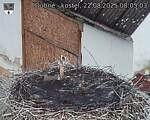 Capi_Dubne_20250822_080503.jpg