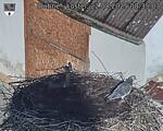 Capi_Dubne_20250822_083503.jpg