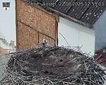 Capi_Dubne_20250822_125503.jpg