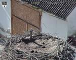 Capi_Dubne_20250822_162503.jpg