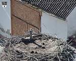 Capi_Dubne_20250822_163003.jpg