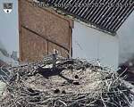 Capi_Dubne_20250822_163503.jpg