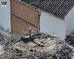 Capi_Dubne_20250822_164003.jpg