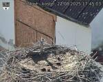 Capi_Dubne_20250822_174503.jpg