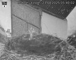 Capi_Dubne_20250823_054002.jpg