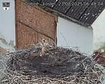 Capi_Dubne_20250823_064004.jpg