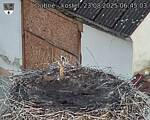 Capi_Dubne_20250823_064503.jpg