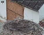 Capi_Dubne_20250823_065003.jpg