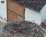 Capi_Dubne_20250823_065504.jpg