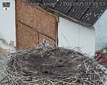 Capi_Dubne_20250823_070503.jpg