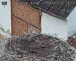 Capi_Dubne_20250823_071003.jpg