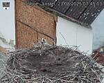 Capi_Dubne_20250823_074503.jpg