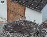 Capi_Dubne_20250823_101503.jpg