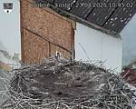 Capi_Dubne_20250823_104502.jpg