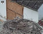 Capi_Dubne_20250823_105003.jpg