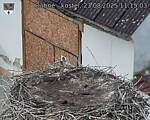Capi_Dubne_20250823_111503.jpg
