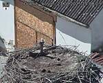 Capi_Dubne_20250823_150003.jpg