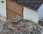 Capi_Dubne_20250823_185003.jpg