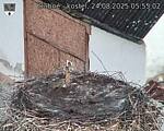Capi_Dubne_20250824_055502.jpg