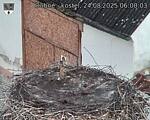 Capi_Dubne_20250824_060003.jpg