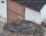 Capi_Dubne_20250824_060503.jpg